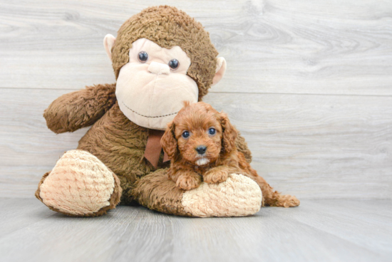 Energetic Cavoodle Poodle Mix Puppy