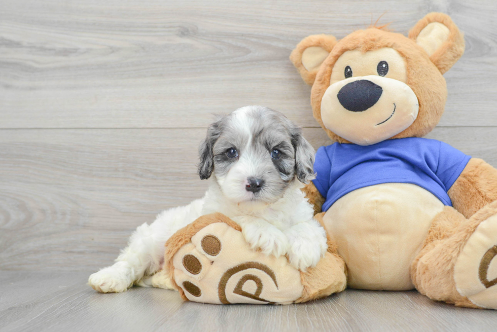 Petite Cavapoo Poodle Mix Pup