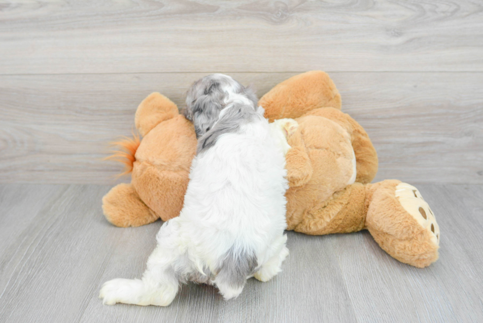 Cavapoo Pup Being Cute