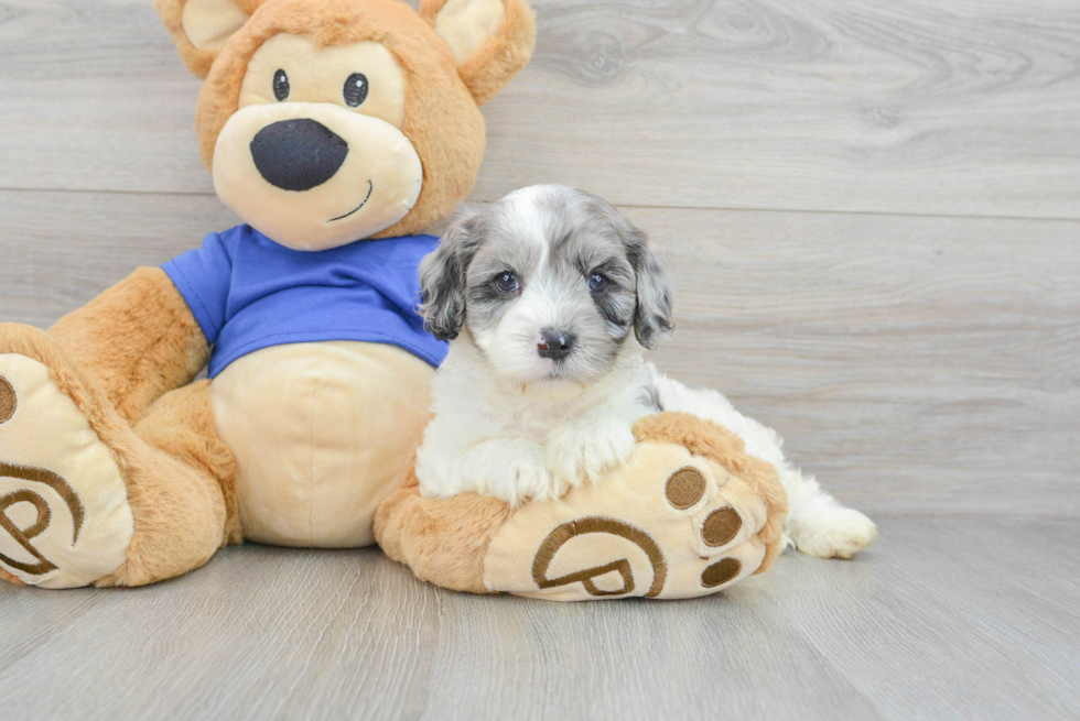 Cavapoo Puppy for Adoption