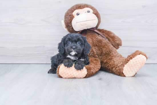 Cavapoo Puppy for Adoption