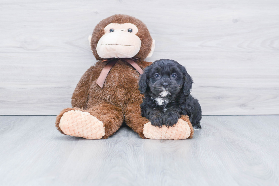 Cute Cavapoo Baby