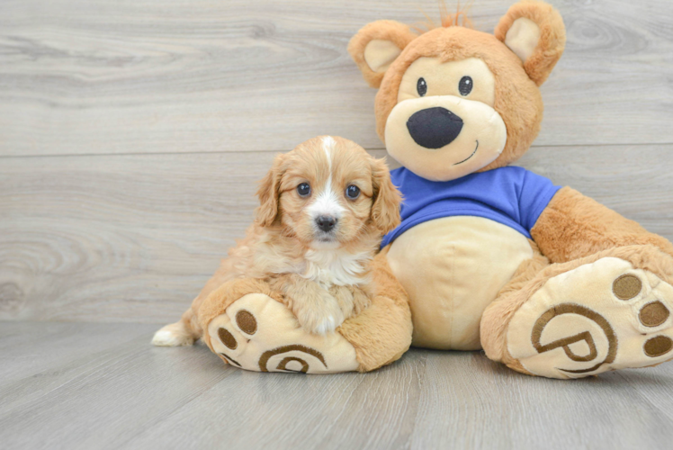 Small Cavapoo Baby