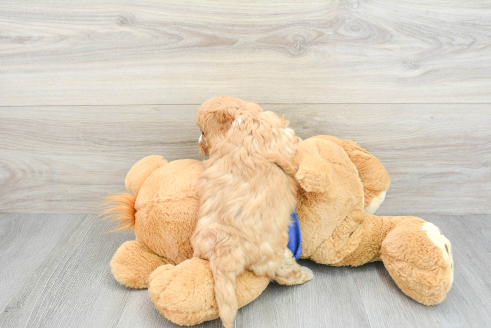 Best Cavapoo Baby