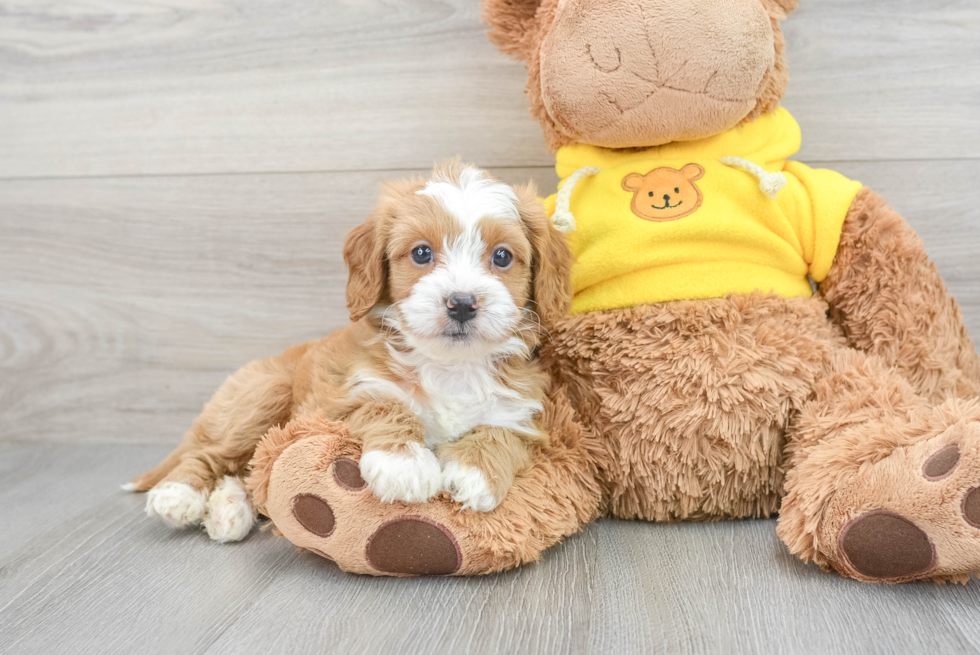 Best Cavapoo Baby