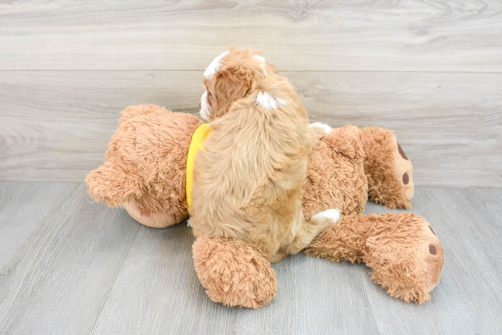 Popular Cavapoo Poodle Mix Pup