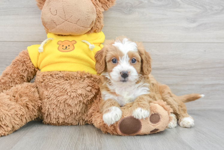 Cavapoo Pup Being Cute