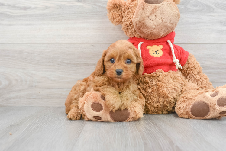 Cavapoo Pup Being Cute