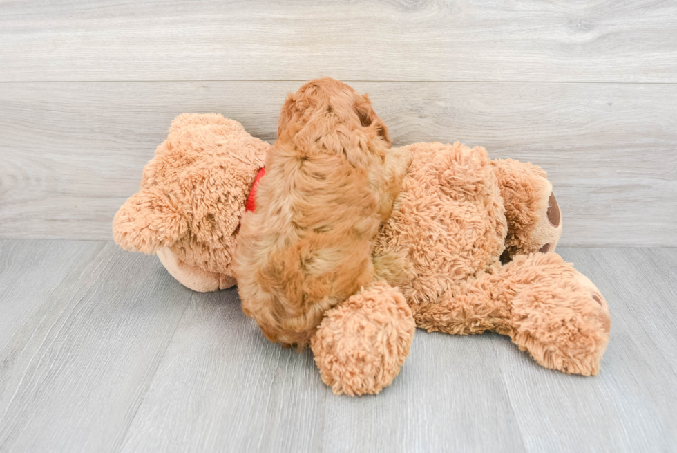 Cavapoo Puppy for Adoption
