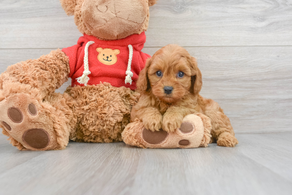 Petite Cavapoo Poodle Mix Pup