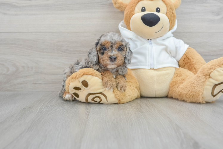 Cavapoo Pup Being Cute