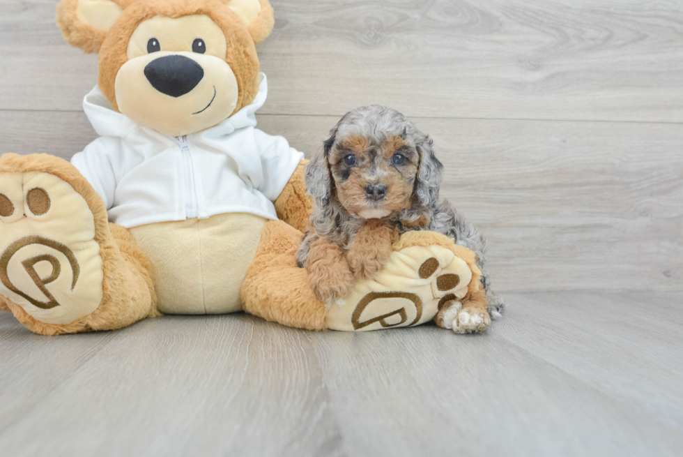 Energetic Cavoodle Poodle Mix Puppy