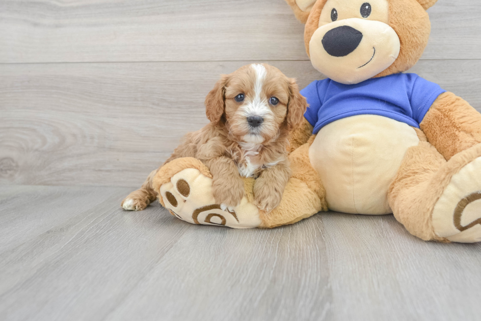 Best Cavapoo Baby