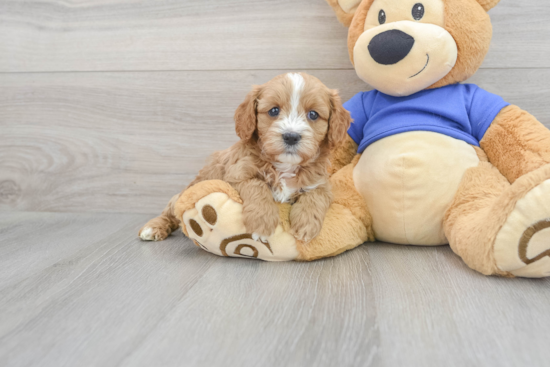 Best Cavapoo Baby