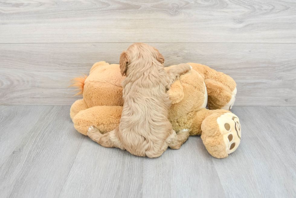 Cavapoo Pup Being Cute