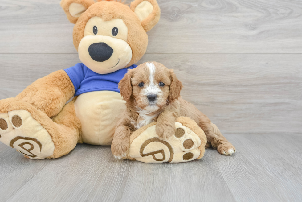 Popular Cavapoo Poodle Mix Pup