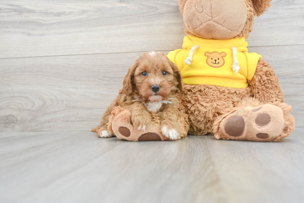 Cavapoo Puppy for Adoption