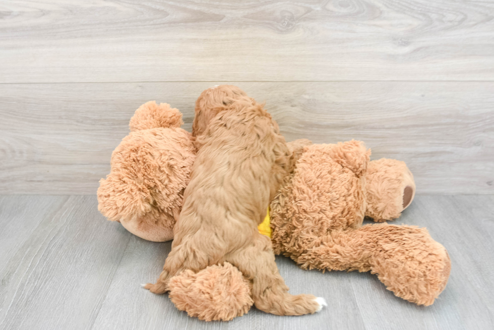 Energetic Cavoodle Poodle Mix Puppy