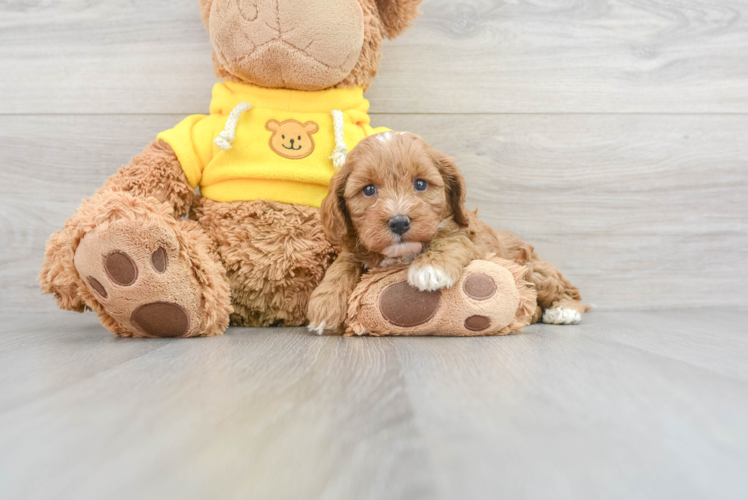 Cavapoo Pup Being Cute