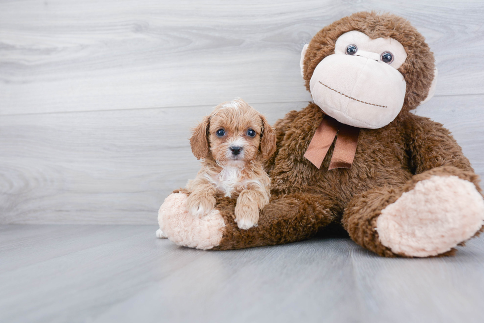 Best Cavapoo Baby