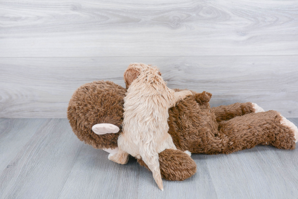 Cavapoo Pup Being Cute