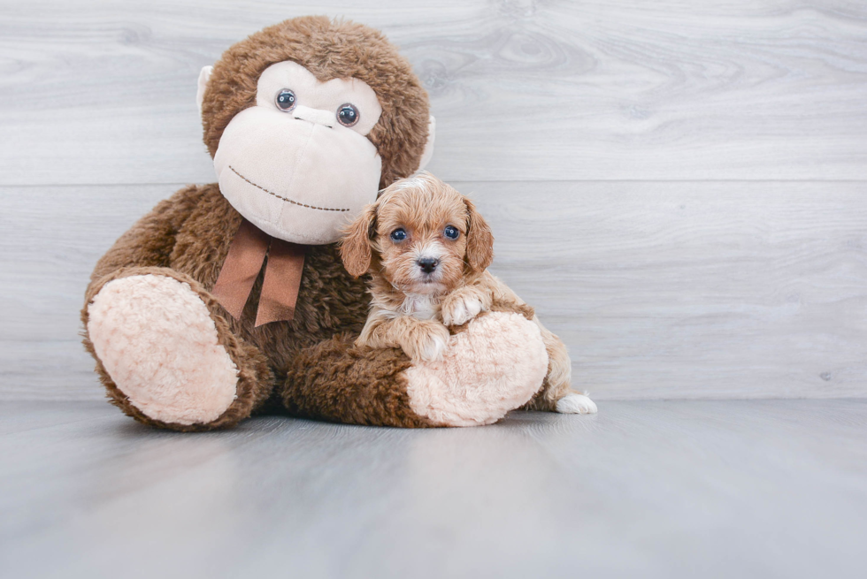 Friendly Cavapoo Baby