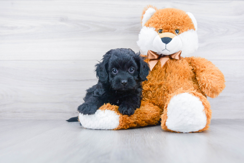 Popular Cavapoo Poodle Mix Pup