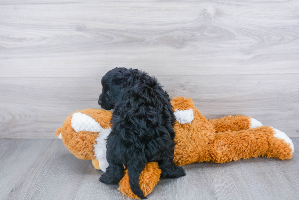 Fluffy Cavapoo Poodle Mix Pup