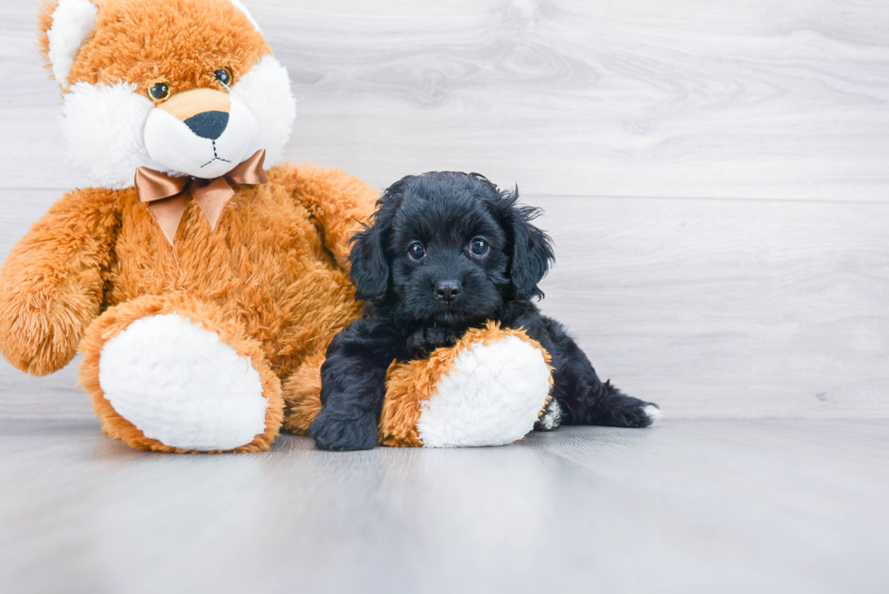 Sweet Cavapoo Baby