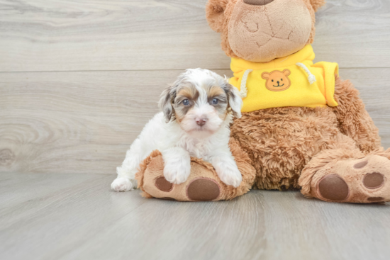 Sweet Cavapoo Baby