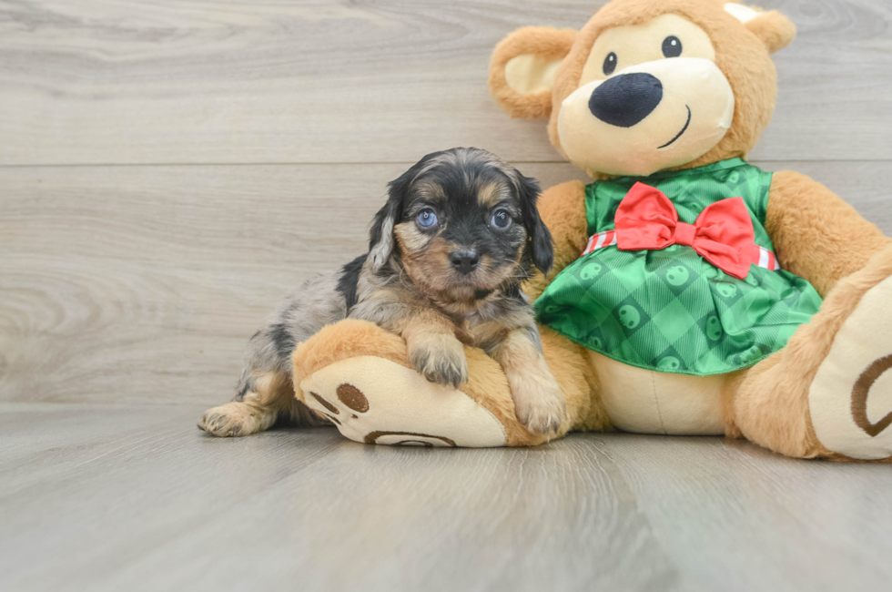 5 week old Cavapoo Puppy For Sale - Premier Pups