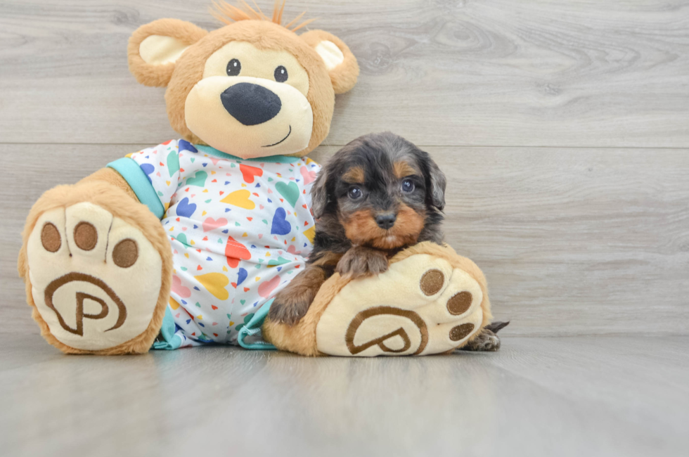 5 week old Cavapoo Puppy For Sale - Premier Pups