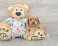 8 week old Cavapoo Puppy For Sale - Premier Pups