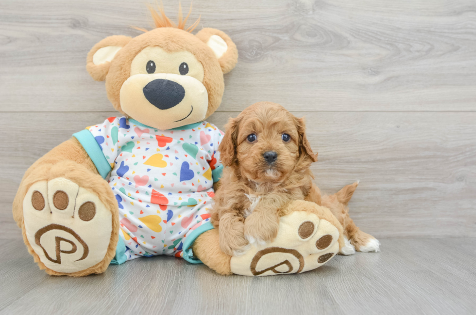 5 week old Cavapoo Puppy For Sale - Premier Pups