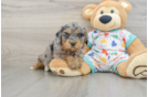 Popular Cavapoo Poodle Mix Pup