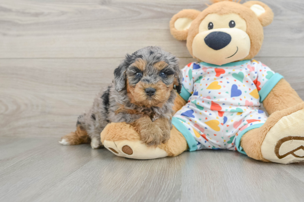 Popular Cavapoo Poodle Mix Pup