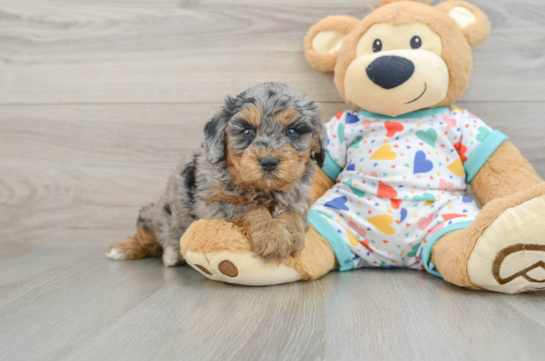 Popular Cavapoo Poodle Mix Pup