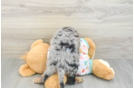 Cavapoo Puppy for Adoption