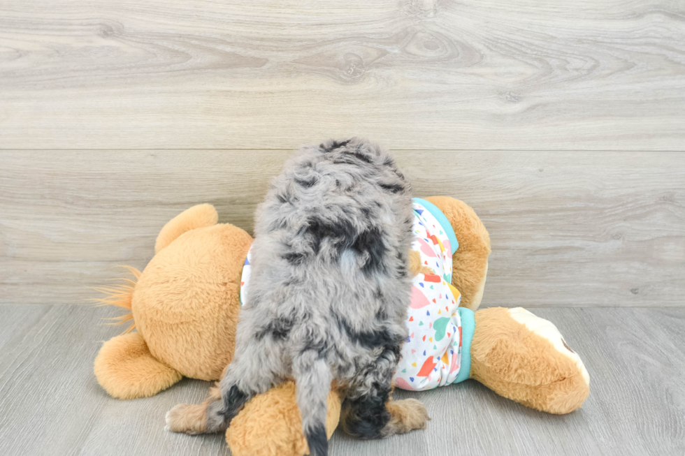 Cavapoo Puppy for Adoption