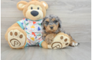 Best Cavapoo Baby