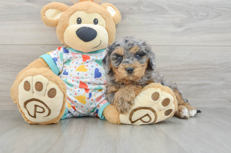 Best Cavapoo Baby