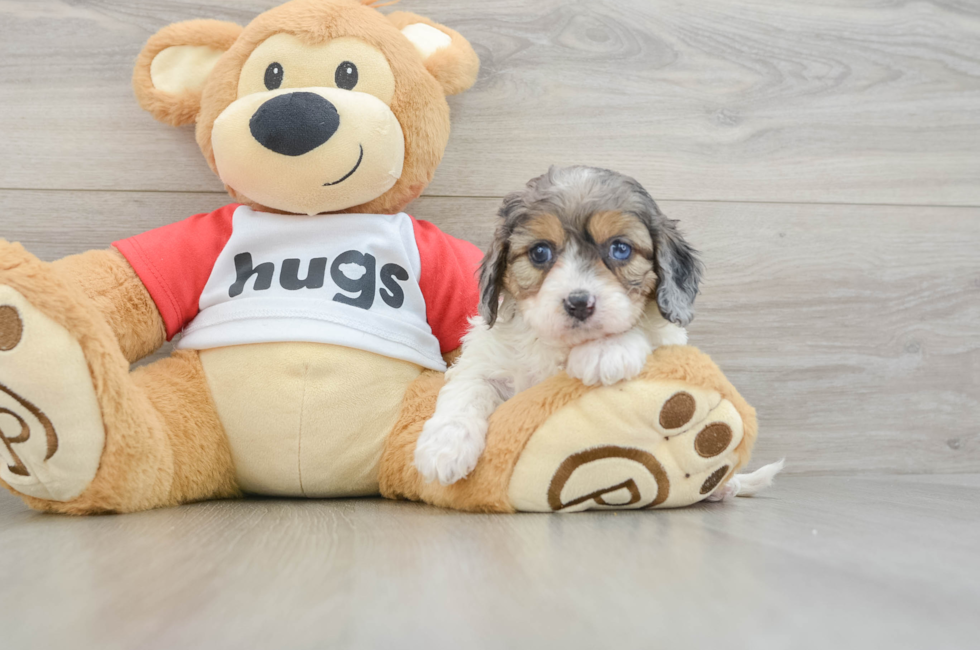 7 week old Cavapoo Puppy For Sale - Premier Pups