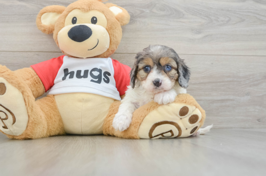 Hypoallergenic Cavadoodle Poodle Mix Puppy