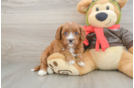 Cavapoo Pup Being Cute