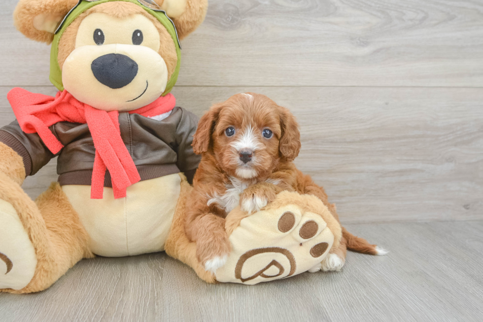 Smart Cavapoo Poodle Mix Pup