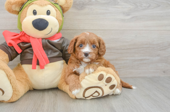 Smart Cavapoo Poodle Mix Pup