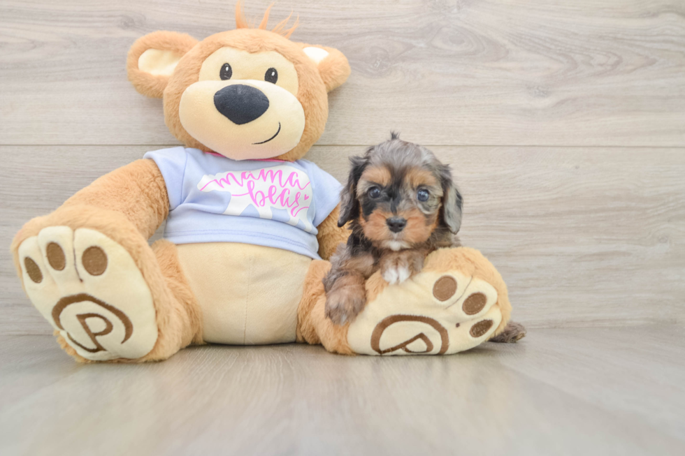 Cavapoo Pup Being Cute