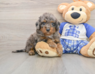 7 week old Cavapoo Puppy For Sale - Premier Pups