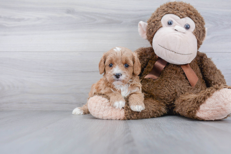 Best Cavapoo Baby