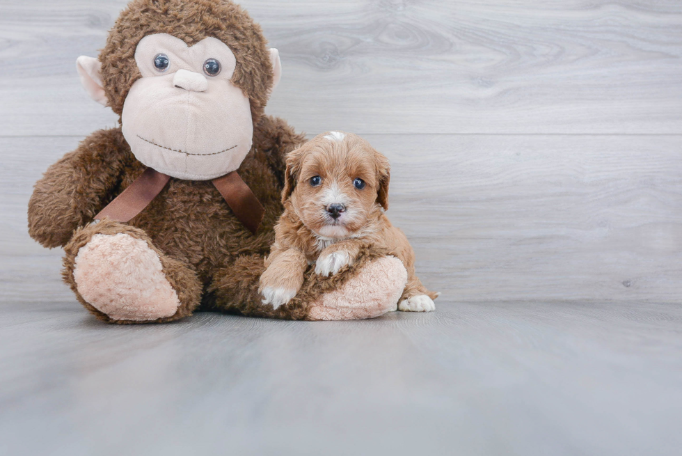 Happy Cavapoo Baby